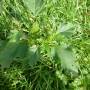 p1010064_datura.jpg