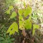 p1010072_erable_negundo.jpg