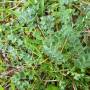 p1010075_sanguisorbe_pimprenelle.jpg